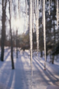 Icicles in The Sun