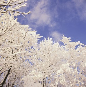 Snow-Covered Trees